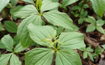 Einbeere – Paris quadrifolia