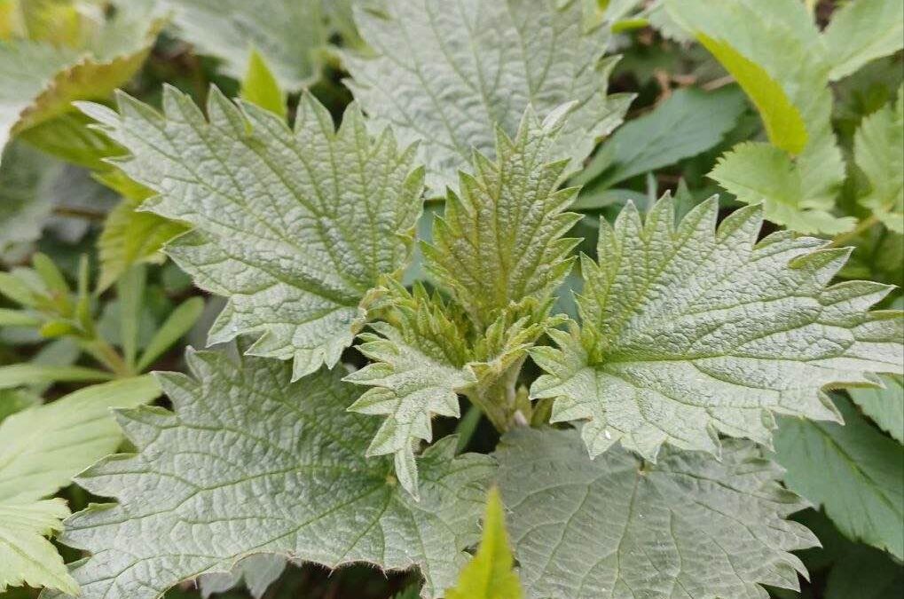 Brennnessel – Wilde Cracker